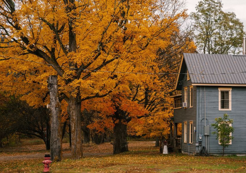 Bäume im Herbst Bäume im Herbst