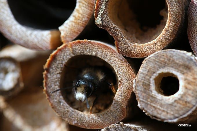 Insektenhotel Füllung Pflanzenstängel Insektenhotel Füllung Pflanzenstängel