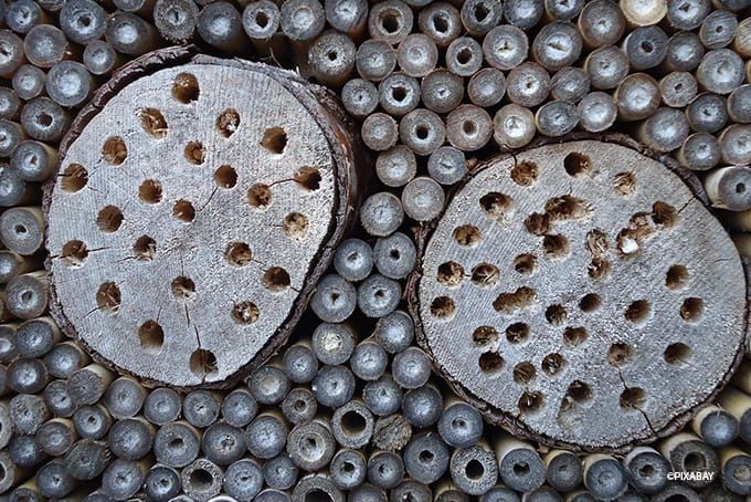 Insektenhotel Füllung angebohrtes Hartholz Insektenhotel Füllung angebohrtes Hartholz