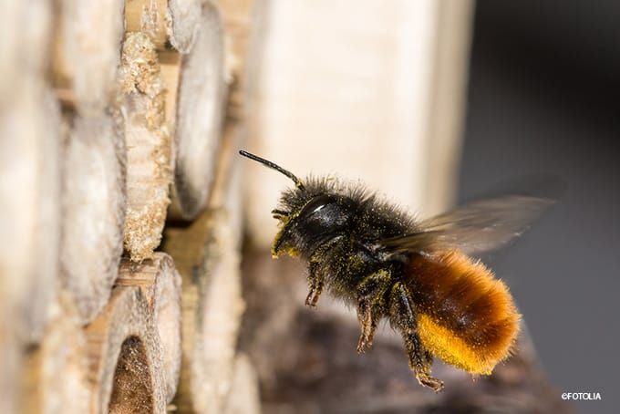 Insektenhotel Wildbiene Insektenhotel Wildbiene