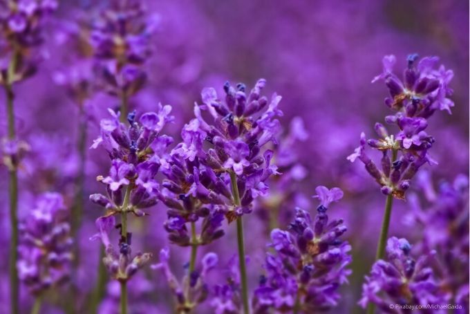 Lavendel Lavendel