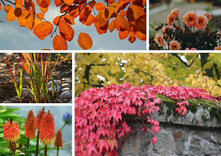Collage Herbstpflanzen Collage Herbstpflanzen