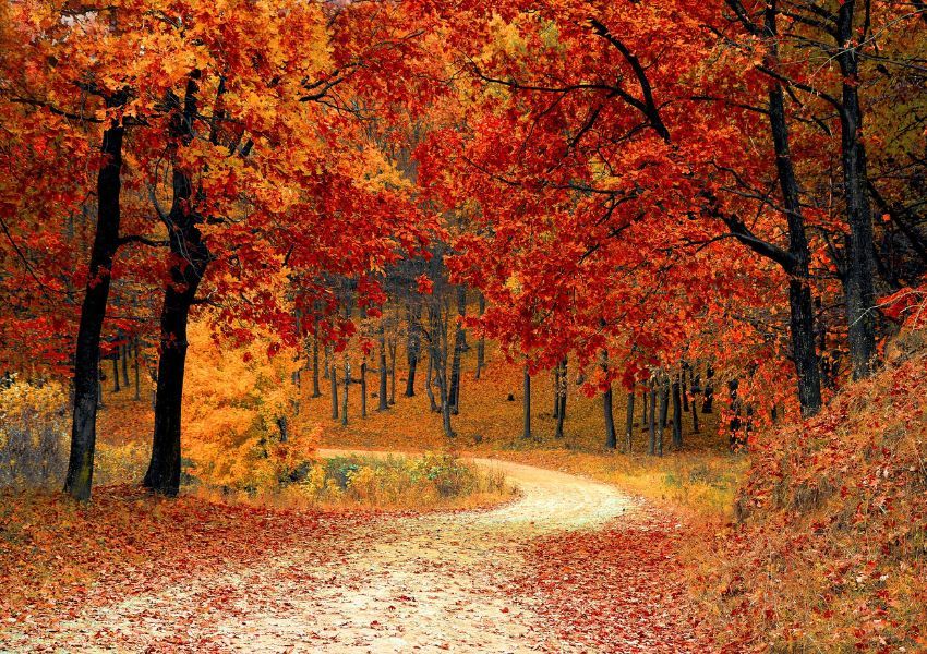 Herbstwald Herbstwald