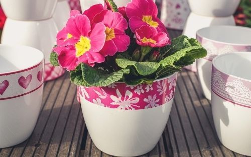 Blumentopf mit Blumen in rosa Blumentopf mit Blumen in rosa