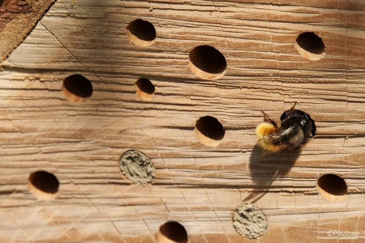 Das Insektenhotel und seine Bewohner