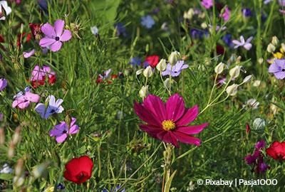 Der Naturgarten