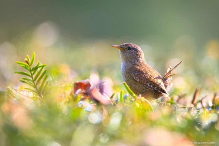 Kleiner Vogel sitzt im Garten