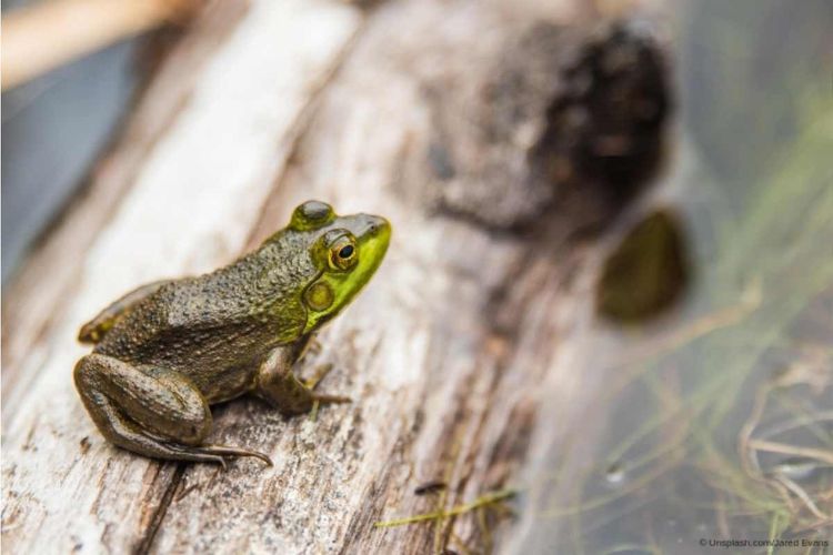 Frosch in Naturteich