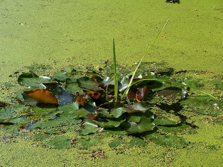 Gartenteich