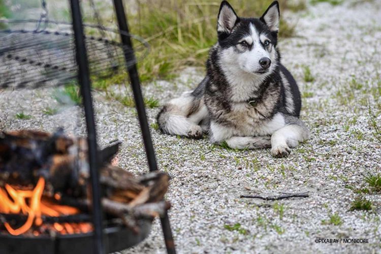 Garten hundesicher machen - Grillen mit Hund