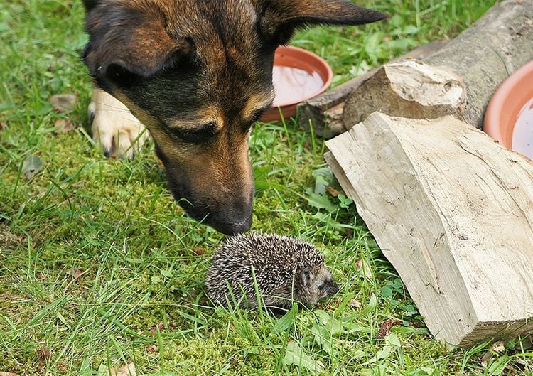 Igel Hund