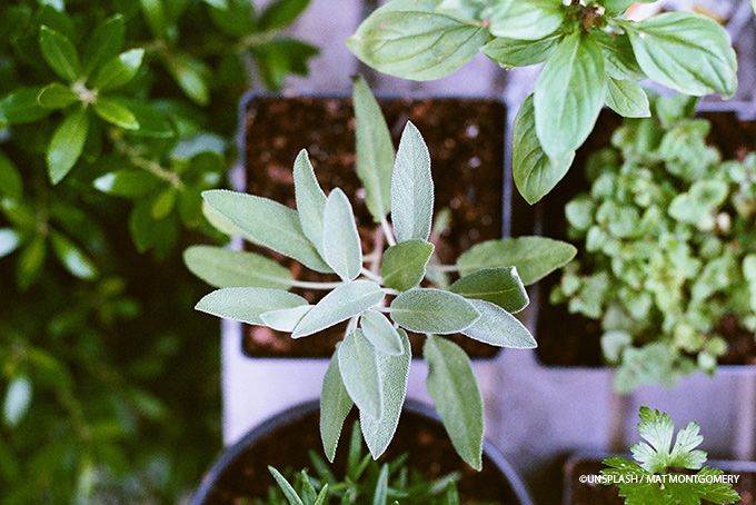 Indoorgarten im Glas