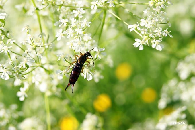 Insektenhotel Ohrwurm