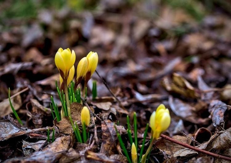 Krokusse wachsen zwischen Laub