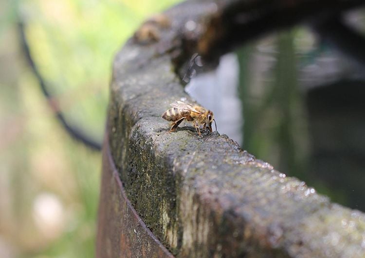 Regenwasser sammeln - Insekten