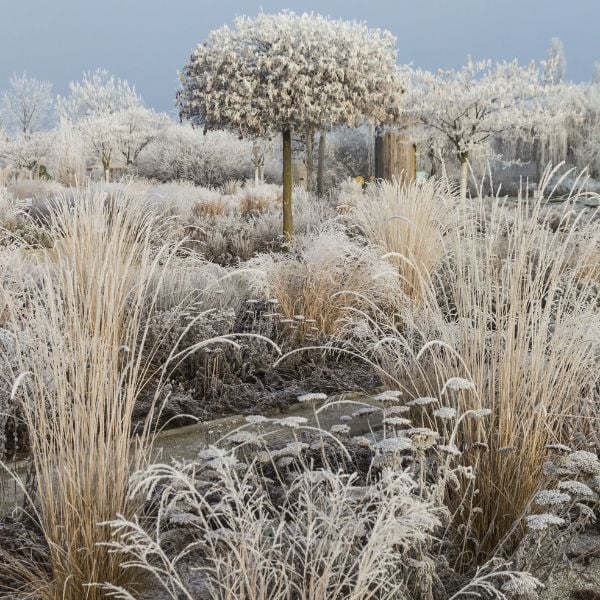 Ziergräser im Winter