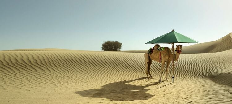 Kamel steht in Wüste unter einem Sonnenschirm