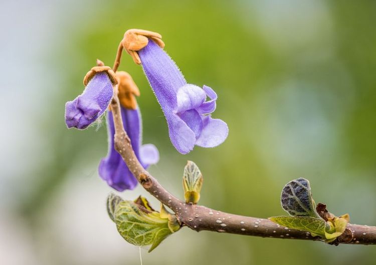 Blauglockenbaum Blüte 