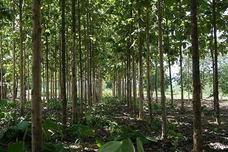 Teak Plantage