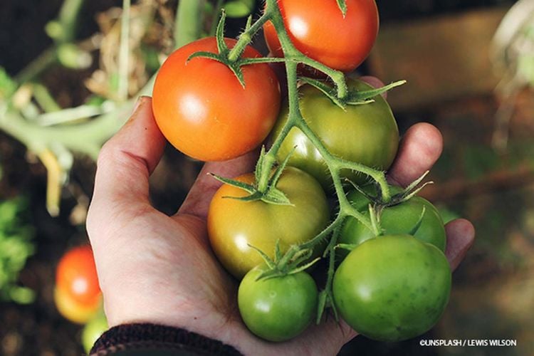 Tomaten ernten