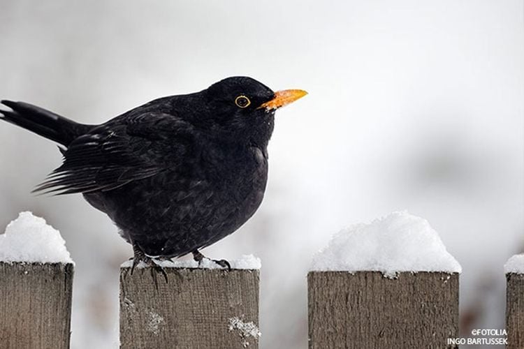 Amsel im Winter