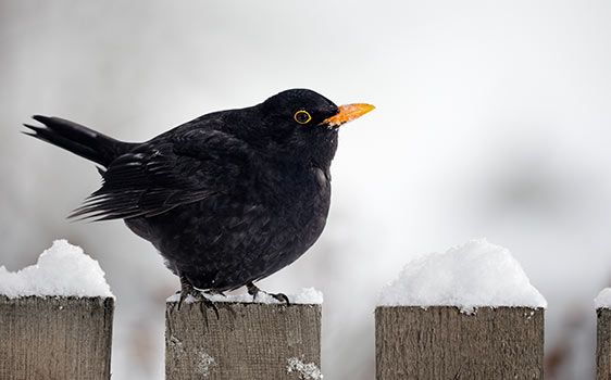 Tiere im Winter Amsel