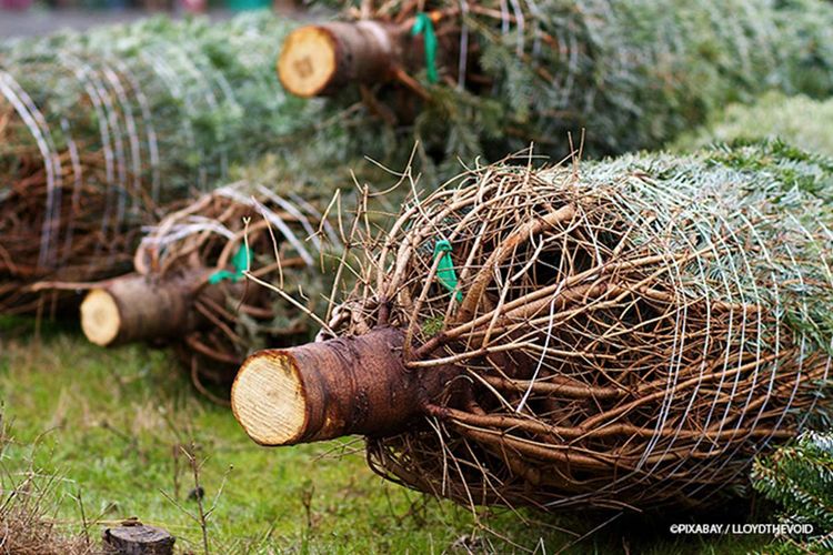 Weihnachtsbäume gebunden