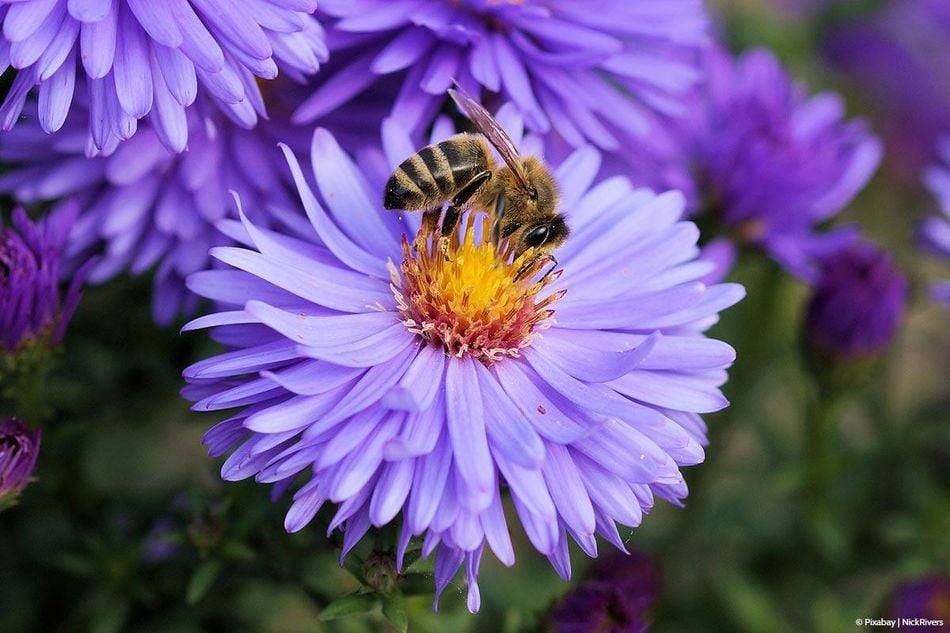 Bienenweide - Naturschutz im Kleinen