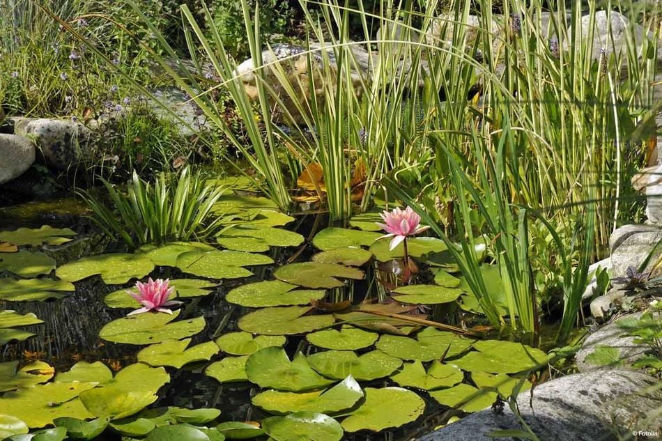 Einen Gartenteich anlegen