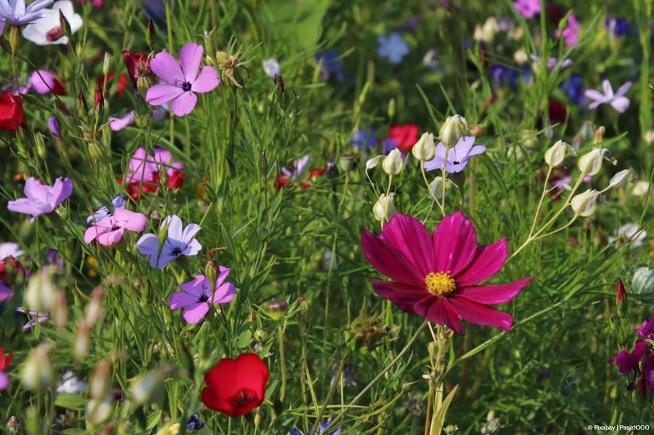 Der Naturgarten