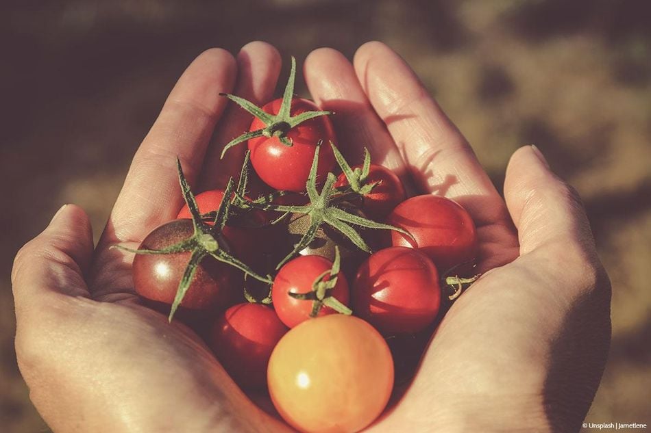 Tomaten pflanzen