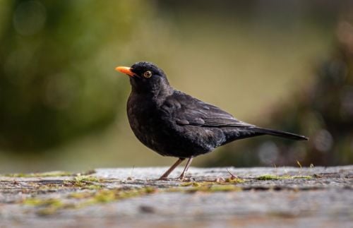 Vögel im Winter: Amsel