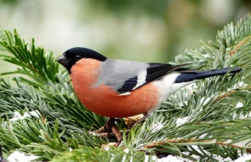 Vögel im Winter: Dompfaff