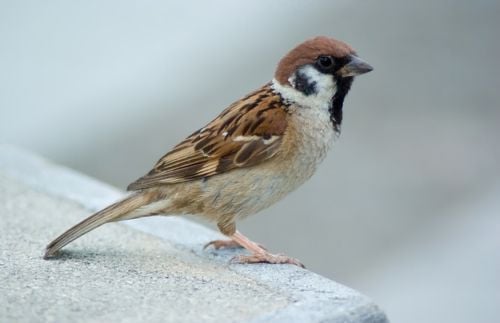 Vögel im Winter: Feldsperling