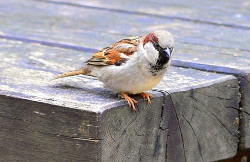 Vögel im Winter: Haussperling