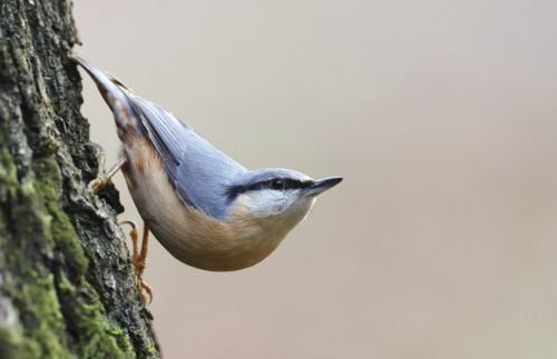 Vögel im Winter: Kleiber