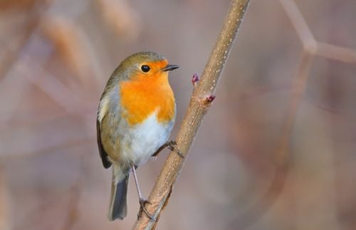 Vögel im Winter: Rotkehlchen