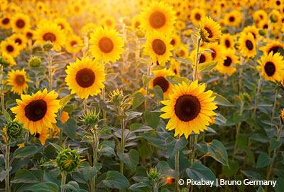 Pflanzen für sonnige Standorte