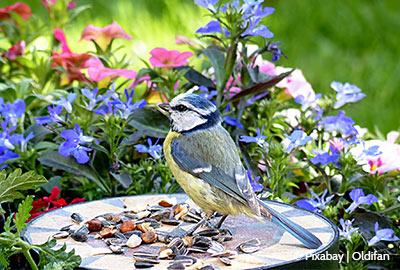 Vögel im Garten