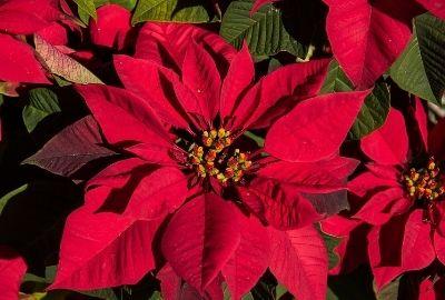 Die richtige Weihnachtsstern-Pflege