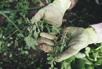 Unkraut vernichten ohne Chemie