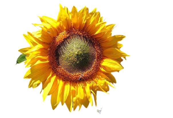 Rund um den Garten