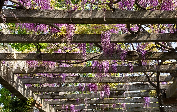 Pergola mit Wein