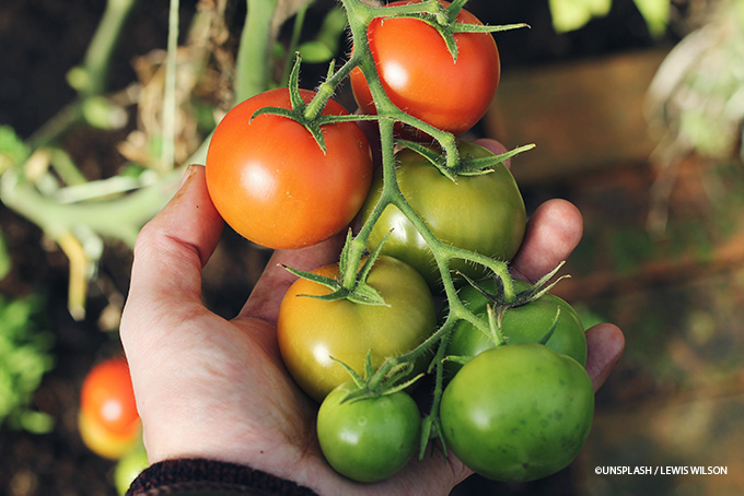 Tomaten im Indoorgarten