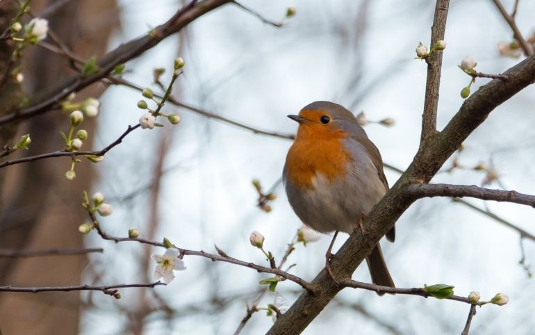 Vögel im Winter