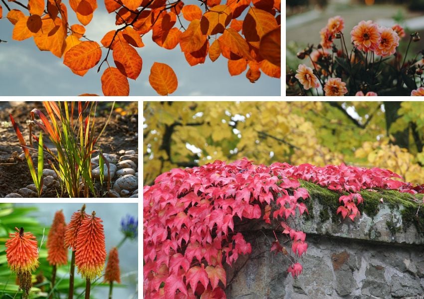 Collage Herbstpflanzen