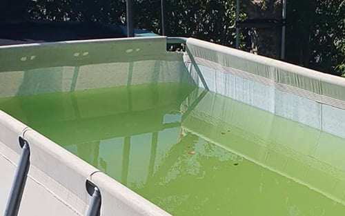 Poolwasser grün