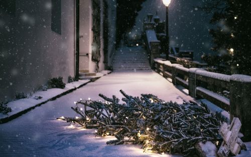 Weihnachtsbaum entsorgen