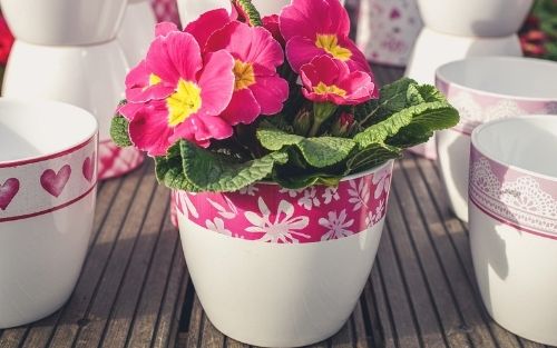 Blumentopf mit Blumen in rosa